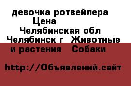 девочка ротвейлера › Цена ­ 10 000 - Челябинская обл., Челябинск г. Животные и растения » Собаки   